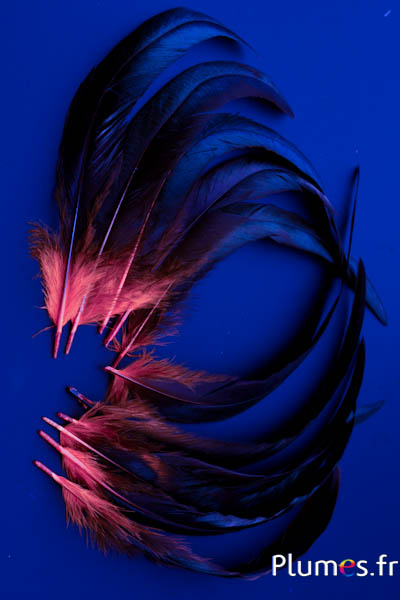 Coq fouet - 25-30 cm - noir-saumon rosé